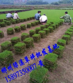 湖南馬尼拉草坪及22規(guī)格綠化草皮價(jià)格與苗木選購指南