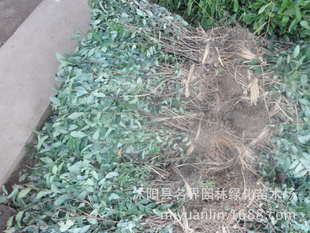 名界園林廠家常年供應(yīng)灌木繡線菊——高品質(zhì)苗木，專業(yè)指導(dǎo)價(jià)盡在農(nóng)苗網(wǎng)