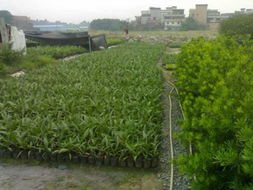 湖南苗木批發產品展示——走進花卉世界網