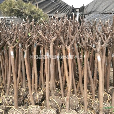 沭陽縣廣漢園林苗木場(chǎng) 優(yōu)質(zhì)苗木的綠色產(chǎn)業(yè)基地