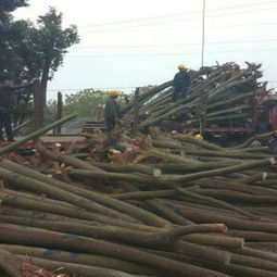 春日植樹正當(dāng)時(shí) 選購優(yōu)質(zhì)苗木的五大關(guān)鍵注意事項(xiàng)