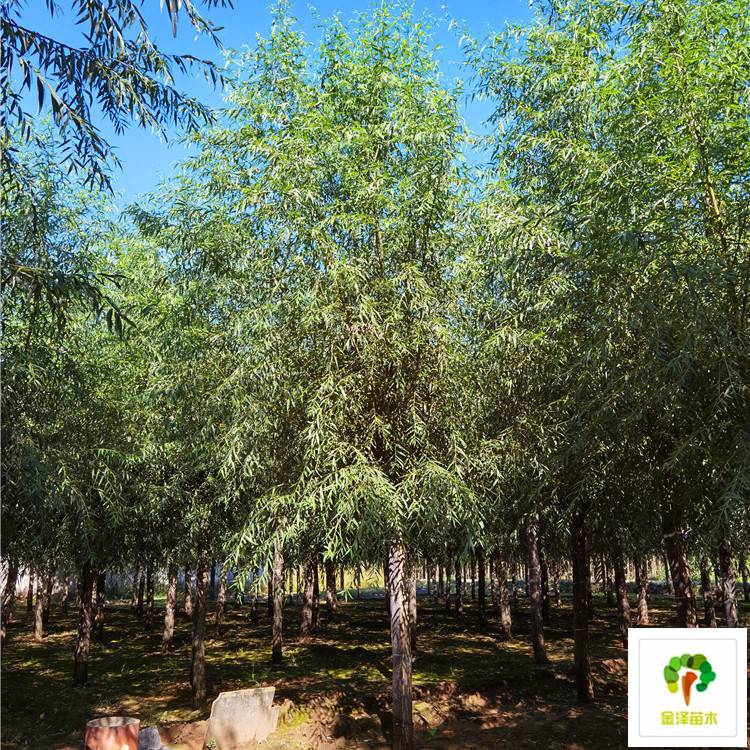 河北旱柳基地 博野縣金澤苗圃場的生態(tài)守護(hù)者