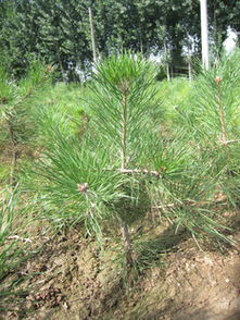 特價(jià)優(yōu)質(zhì)營養(yǎng)缽樟子松苗供應(yīng)，隴縣鼎盛苗木為綠化工程提供堅(jiān)實(shí)保障